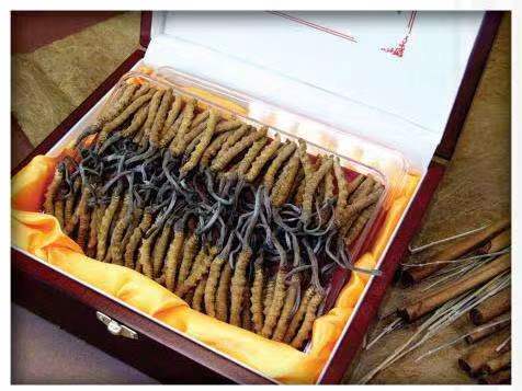 尖扎冬虫夏草回收